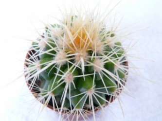 golden-ball-cactus-cactus-echinocactus-grusonii-213732 (1)